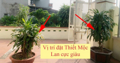 Trồng cây Thiết Mộc Lan trước cổng nhà có tốt không? 3 chỗ trồng Tiền tiêu thả cửa