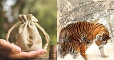 3 con giáp càng làm càng giàu, ở hiền gặp lành: Cuối năm 2025 tắm trong cơn mưa tiền khiến mọi người trầm trồ