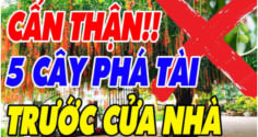 5 loại cây ác Chặn Cửa Thần Tài: Trồng trước nhà nào, nhà đó nghèo khổ, cây càng xanh người càng lao đao