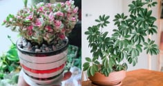 6 cây cảnh phong thủy mang tài lộc vào nhà, ai cũng nên trồng ít nhất một chậu để đổi vận