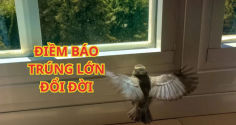 Tổ tiên linh ứng: 3 con chim vào nhà mang theo Tài Lộc, Sắp Trúng Số Đổi Đời, Giàu có bất ngờ
