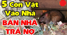 5 con vật này vào nhà Chặn Cửa Tài Lộc mang theo xui xẻo: Đặc biệt loại thứ 2 đuổi ngay kẻo khánh kiệt