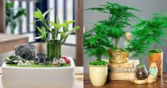 5 loại cây phong thủy cha mẹ nên đặt trong nhà giúp trẻ học giỏi, thi đâu đỗ đó