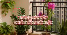 Đặt đúng 1 trong 5 loại cây này ở Ban Công, Vận May kéo đến không ngừng nghỉ, nhanh chóng Giàu sang