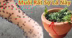 Không cần phun thuốc hay vượt muỗi: Bỏ nắm lá này vào phòng, muỗi sợ hãi bay xa, yên tâm ngủ ngon