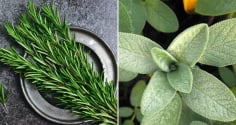 6 loại lá khử mùi cơ thể, người thơm ngát không cần dùng nước hoa