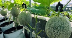 Cách trồng dưa lưới trong thùng xốp cho thu hoạch nhanh, nhiều quả