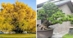 3 loại cây cảnh 'giữ nhà' được giới nhà giàu ưa chuộng: 10 nhà trồng thì 9 nhà giàu sang