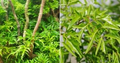 Cây Đinh Lăng hút tài lộc: Người thuộc 3 mệnh này trồng là hợp nhất, mang phú quý vào nhà