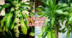 Trồng cây Thiết Mộc Lan thu hút tài lộc, chớ đặt linh tinh, nhớ vị trí này để rước vận may giàu có