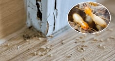 6 cách diệt mối bằng nguyên liệu tự nhiên, có sẵn tại nhà