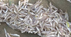Đi chợ gặp 6 loại cá này mua ngay kẻo hết: Cá tự nhiên giá bình dân, bổ dưỡng như nhân sâm tổ yến
