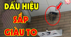 Tổ Tiên nói: 'Mở cửa thấy ngay 3 thứ là Điềm Lành, con cháu đời đời giàu có', đó là gì?