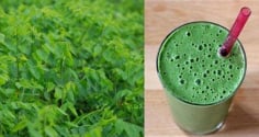 5 công dụng vượt trội của nước ép rau ngót khiến chị em sốt sình sịch