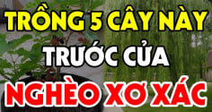 Cây âm vào nhà, gia đình không nghèo cũng bại, chặt bỏ đi đừng tiếc