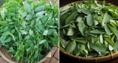Rau ngót mát bổ nhưng 5 nhóm người này không nên ăn, tránh rước thêm bệnh