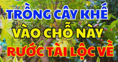 Vị trí trồng khế tốt nhất: Chỉ cần 1 cây ở vị trí này tiền vào như nước, sung túc trọn đời