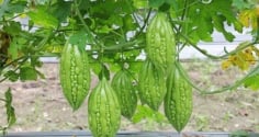 2 loại rau “thần dược” giúp người Nhật sống thọ, rẻ bèo chỉ 5.000 đồng bán đầy chợ Việt