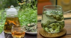 Lấy nắm lá này đun nước uống, mỗi ngày một cốc giúp giảm mỡ máu