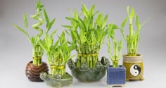 3 cây cảnh phong thủy này, đứng đầu trong bảng đem lại may mắn, phát tài, phát lộc và giúp gia đình hưng thịnh