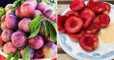 Ăn mận nhớ làm 4 điều này để không bị nóng trong, nổi mụn