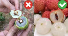 Cách chọn vải không bị sâu đầu, cùi dày, hạt nhỏ