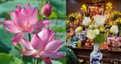 Thắp hương Hoa sen, chú ý 4 điều này tránh gây Sát khí, tổn hao Phúc Lộc, giữ trang nghiêm thờ cúng