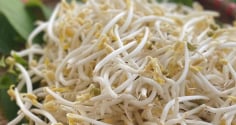 4 loại rau bổ hơn thịt, rẻ hơn thuốc, quý như nhân sâm – nhiều người bỏ qua mà không biết
