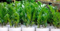 Làm mãi không giàu, gia đình lục đục? Hãy tránh ngay những điều kiêng kỵ trước cửa nhà