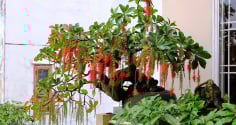 Loại cây trồng trước cửa hứng lộc, trồng sau nhà của cải sinh sôi, là những cây nào?