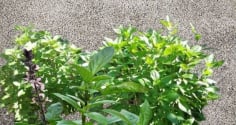 Loại rau quen thuộc 'lên đời' thành Cây cảnh Phong Thủy, trồng 1 chậu nhỏ giúp tăng sức khỏe, Thu Tài hút lộc