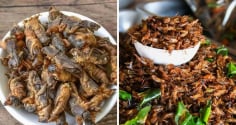 Loài vật 'chó đất' xưa bị vứt bỏ, nay là đặc sản gần 1 triệu/kg: Ở quê có đầy mà ít ai biết