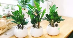 Người nào không nên trồng kim tiền, nếu cố chấp sẽ khiến tiền của đội nón ra đi