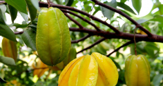 Trồng cây khế cực tốt về phong thủy, đặc biệt người tuổi này, mệnh này trồng cây khế cực giàu