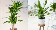 Cây Thiết Mộc Lan kỵ với người mệnh này, trồng trong nhà dễ hao tài tán lộc