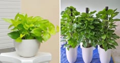 Có nên trồng cây trầu bà trong nhà?