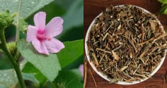 Ké hoa đào: Loài cây từng bị nhổ bỏ không thương tiếc, nay thành “vàng khô” giá 500.000 đồng/kg