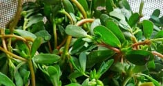 Rau sam: Rau dại rẻ tiền nhưng lợi ích tuyệt vời, thành đặc sản thời hiện đại, thấy nhớ mua ngay