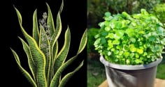 5 cây cảnh trong nhà nở hoa Báo Điềm Gở, Xử lý ngay kẻo Hao Tài Tốn Lộc, Khó Giàu Sang