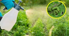 Cách làm thuốc trừ sâu từ các nguyên liệu tự nhiên, vừa hiệu quả, vừa tiết kiệm, an toàn
