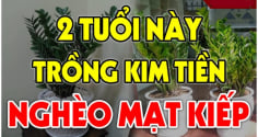Cây Kim Tiền Hút Tài Lộc:  2 tuổi này tuyệt đối không nên trồng, cây càng xanh người càng suy