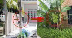 Nhà nghèo đừng chặt bỏ 3 cây, con cháu no đủ 3 đời, là cây gì?