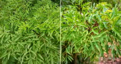 Trồng cây Đinh Lăng đúng vị trí này, cây càng xanh tốt, gia đình càng thịnh vượng, lắm tiền nhiều của