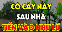 4 loại cây Thần Tài Sủng Ái: Trồng ở nhà nào nhà đó phát tài, giàu có