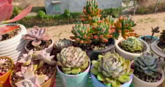 7 loại cây trồng trong nhà vừa đẹp, vừa tốt cho sức khỏe, giúp trị bệnh, lại có ý nghĩa phong thủy tốt lành