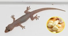 Đặt thứ này trong nhà, đuổi sạch thạch sùng: Làm một lần, hiệu quả lâu dài