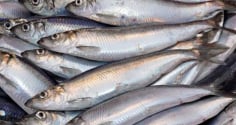 Loại cá 'béo' giúp giảm mỡ máu, chợ Việt Nam bán đầy – Gặp là nên mua ngay!
