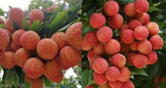 Mùa quả vải chín, giàu dinh dưỡng nhưng 7 nhóm người nên hạn chế ăn vải