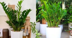 Trồng cây kim tiền có 4 điều cấm kỵ, nhiều người chưa biết