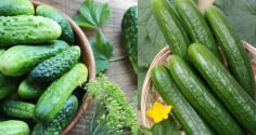 5 nhóm người nên hạn chế ăn Dưa Chuột (Dưa Leo)